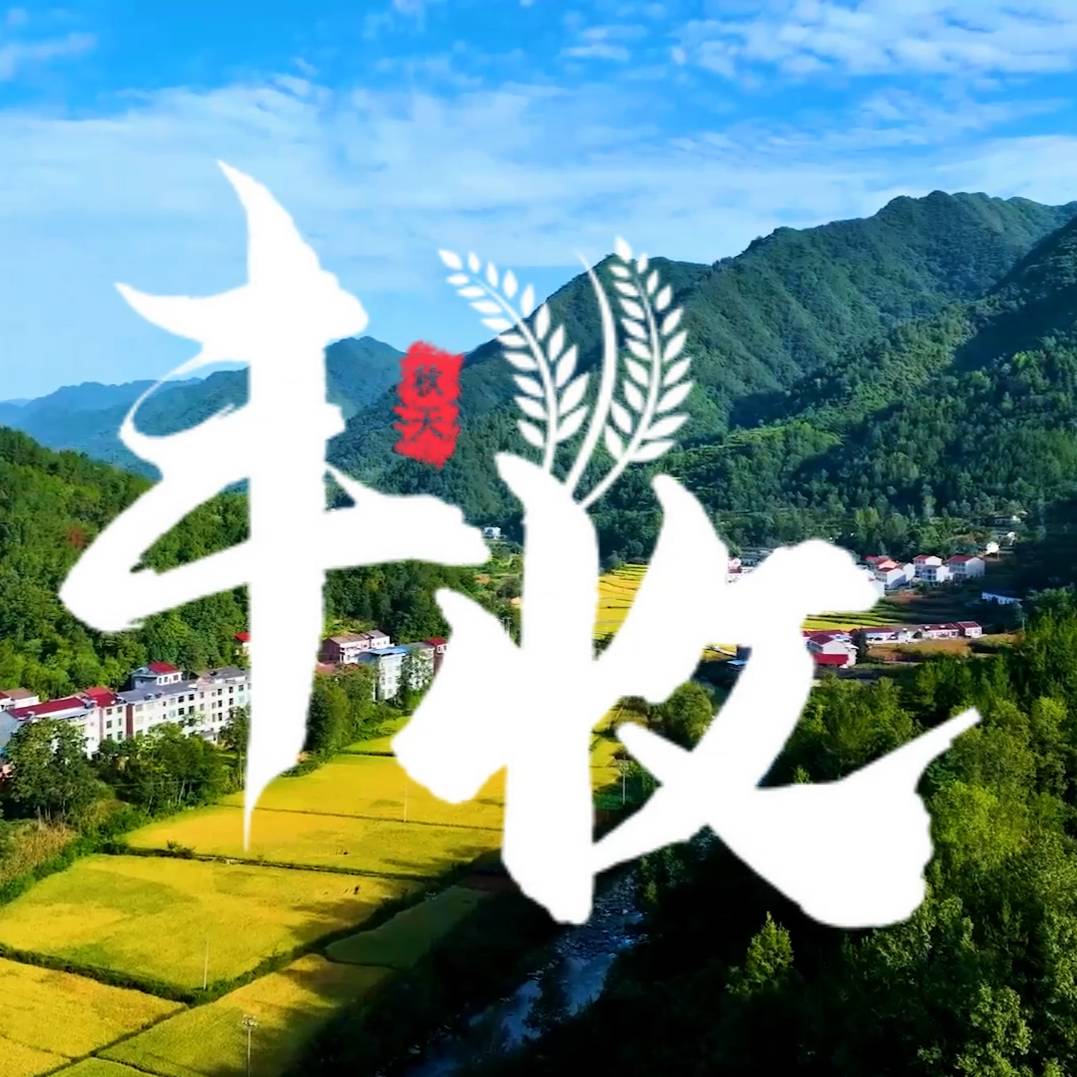 9月5日,漢濱區(qū)北山糧倉中原鎮(zhèn)“高山優(yōu)質(zhì)水稻品種”示范基地的1500畝水稻喜獲豐收。收割機(jī)來回作業(yè)收割金黃的稻谷,喜悅之情洋溢在人們臉上。