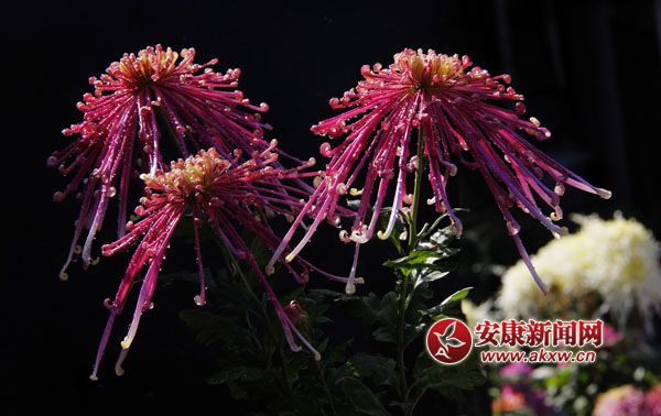 2ջʒɪLЏ㣬׌cļ(ji)ˎ׷͜顣ɫջ_ûF\ء涷G׌pĐĿĕ